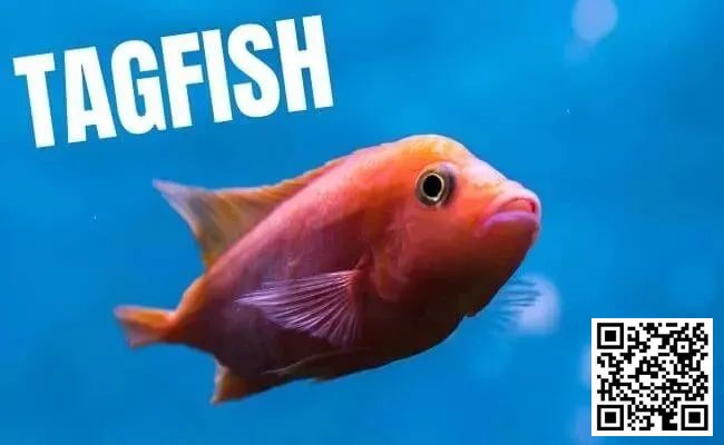 【WPT扑克】策略教学：你是一条紧凶的“鱼”吗？对照这7点看看