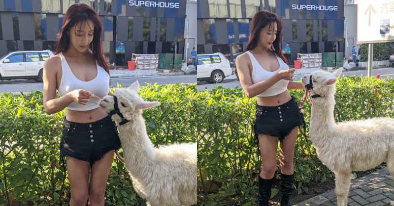 【WPT扑克】找到了！台中街頭遇「草泥馬辣妹」畫面引瘋傳！超飽滿身材實在太吸眼球了