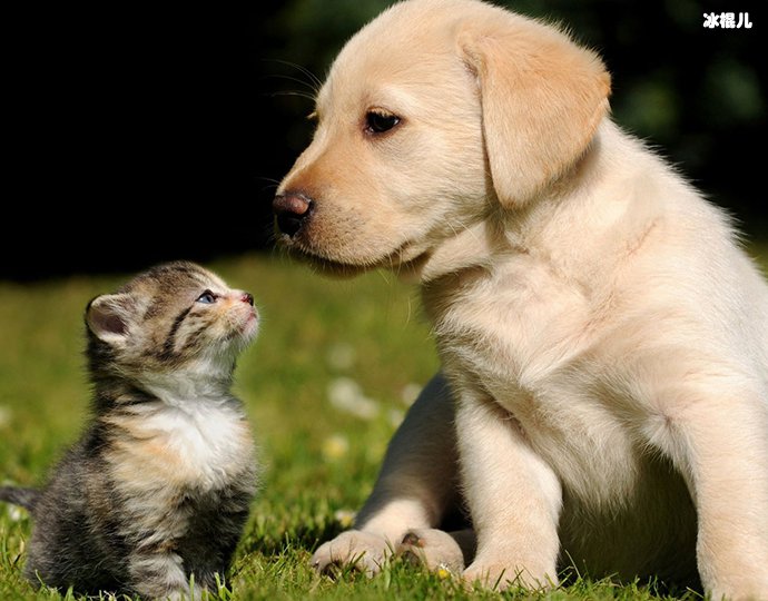 【WPT扑克】修狗修猫是什么意思? 起底修狗修猫意思及其出处