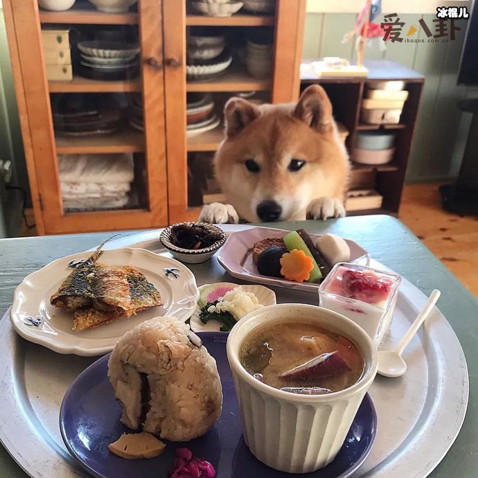 【WPT扑克】小狗狗有什么开心事呢? 你知道有哪些吗