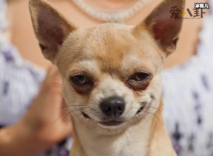 【WPT扑克】网上所说的名媛是褒义还是贬义？ 起底网络词汇名媛真实含义