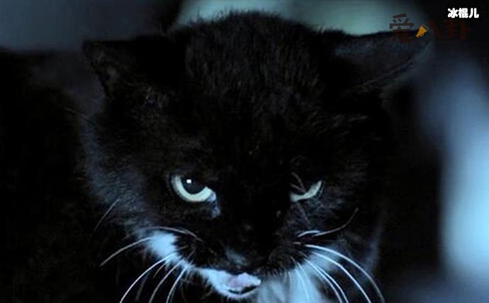 【WPT扑克】猫脸老太太事件， 真的有猫脸老太太吗事情真相是怎样的