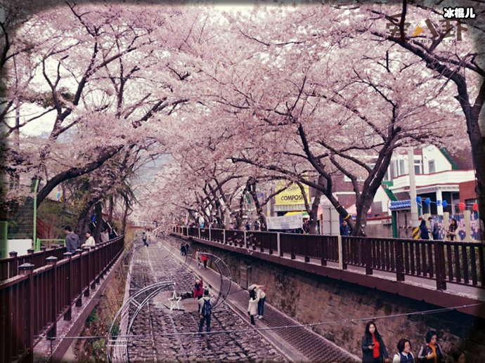 【WPT扑克】走花路是什么意思？这个词语是怎样在饭圈流行起来的