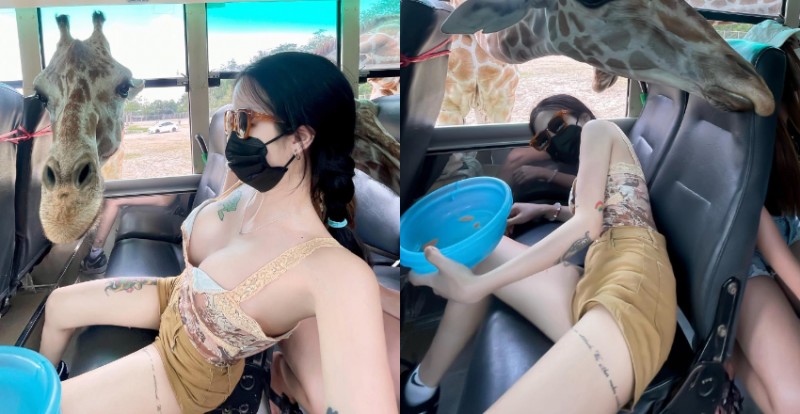 【WPT扑克】「巨乳妹」野生動物園餵長頸鹿被襲擊　趕緊趴下保護雙峰！