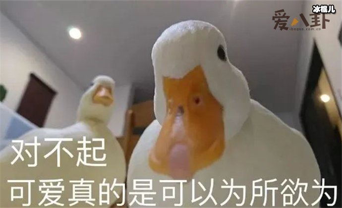 【WPT扑克】柯尔鸭为什么那么贵？ 因王珞丹一篇微博柯尔鸭彻底火了