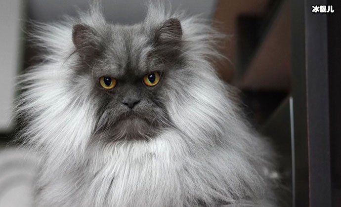 【WPT扑克】网红猫咪Juno因天生生气脸走红  猫咪照片被扒