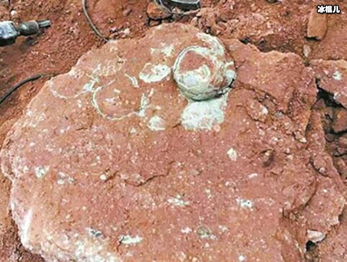 【WPT扑克】小学生游玩时发现六千万年前恐龙蛋！网友纷纷感慨！