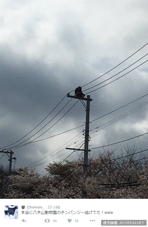 【WPT扑克】仙台動物園黑猩猩逃走中大騷動！