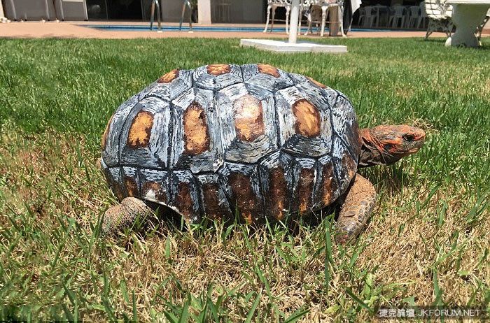 【WPT扑克】沒有殼要被安樂死的烏龜，因為3D列印又能再活100年啦